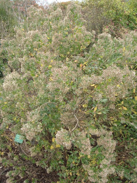 Baccharis halimifolia automne P24